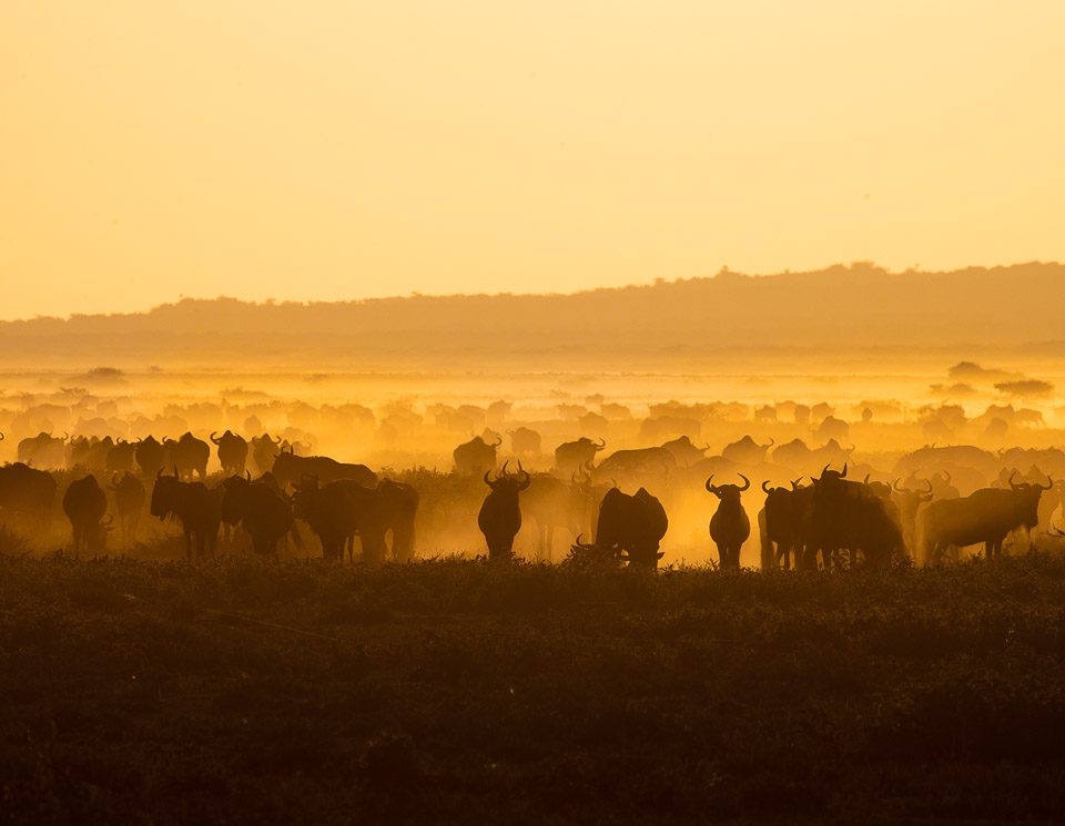 Wildebeest herd silhouette at sunset
