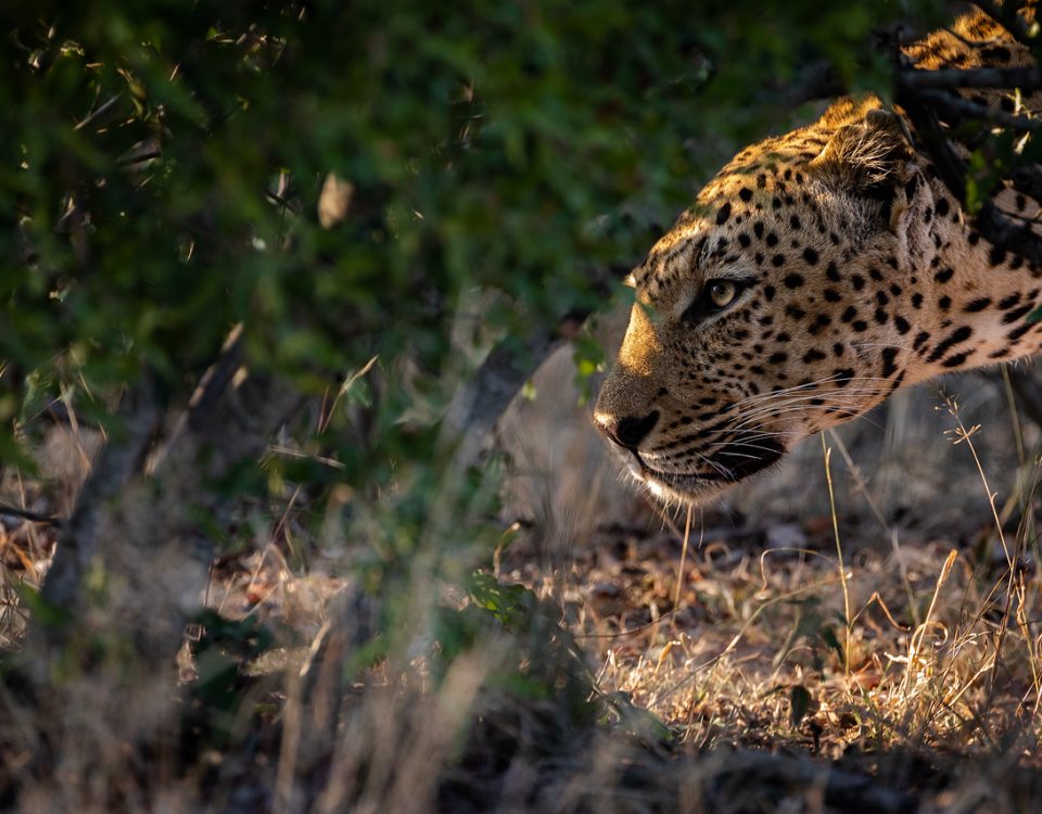 A leopard stalking under a bush