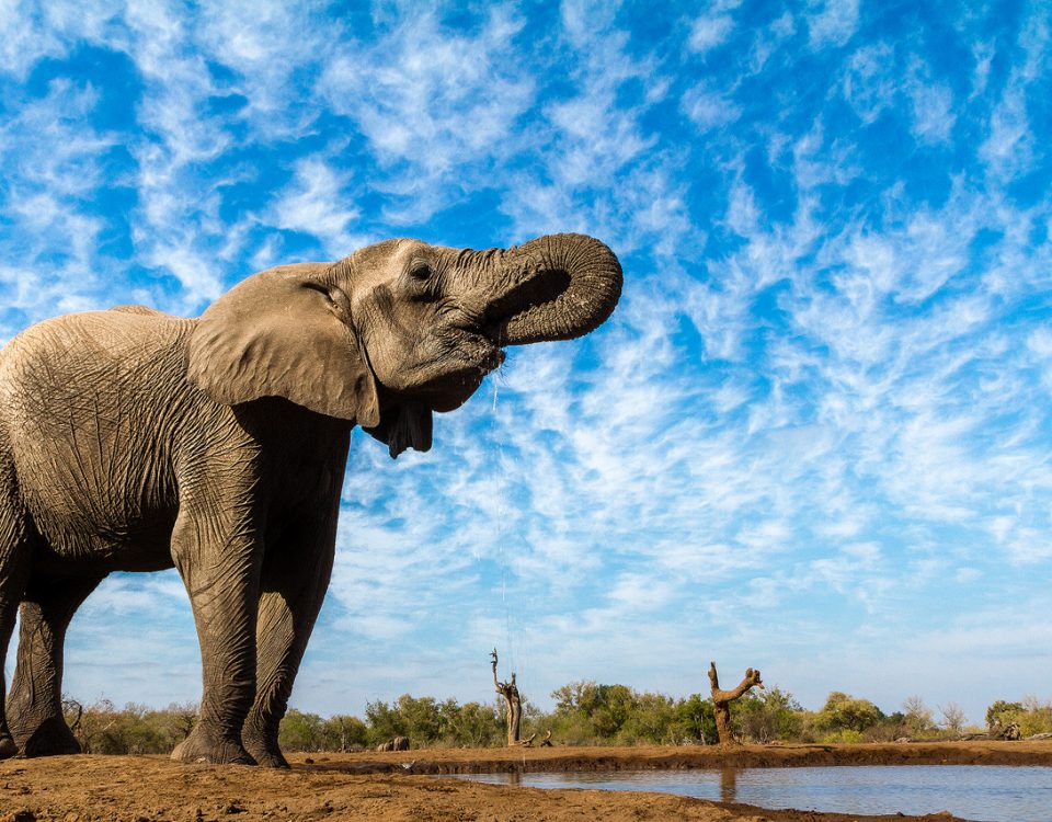 An elephant against blue sky and clouds