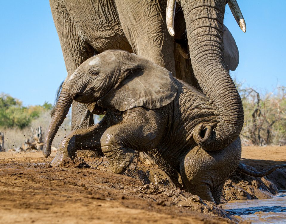 Mother elephant helps her calf out of the water with her trunk