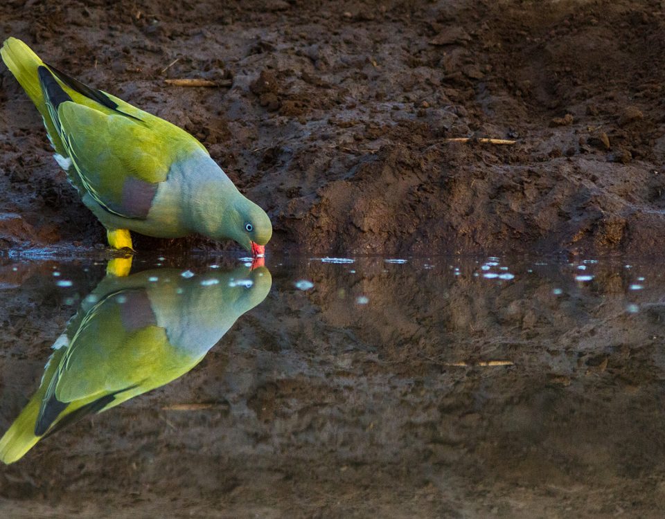 A green pigeon drinking reflected on the water