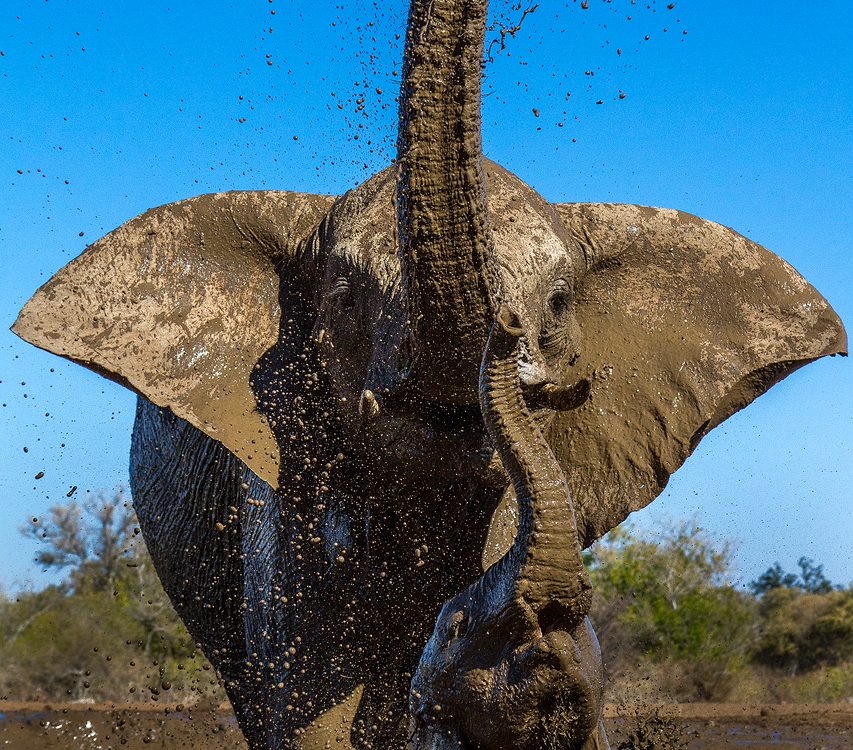 Two elephants wallow in the mud