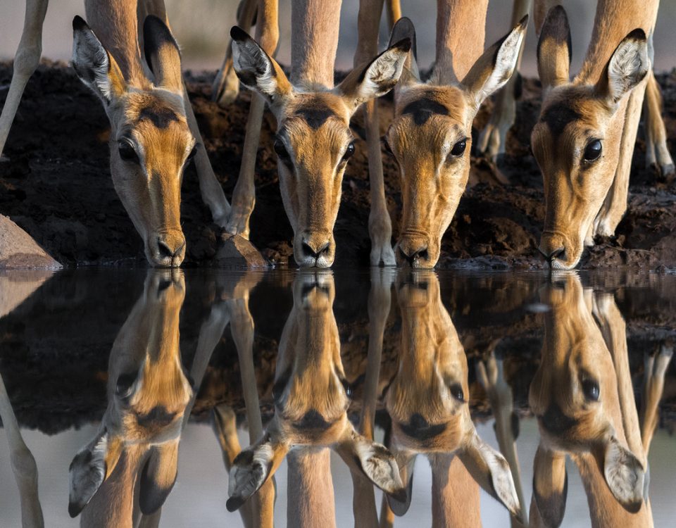 4 impala drinking reflected on water surface