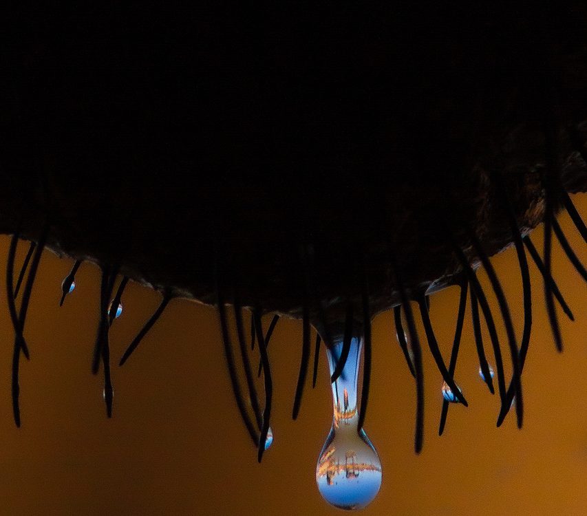 Elephants are reflected in a water drop on another elephants chin