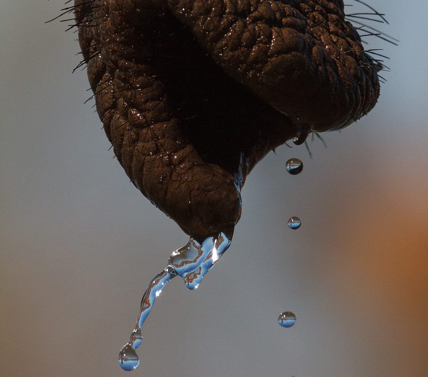 Water dribbles from an elephant trunk