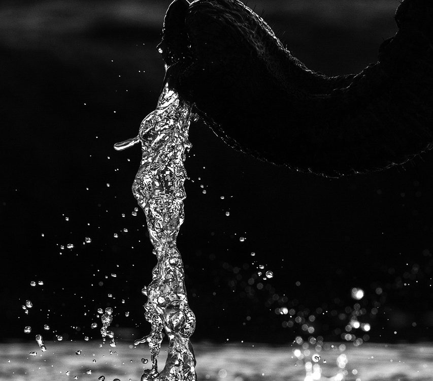 Black and white water pours from an elephant trunk