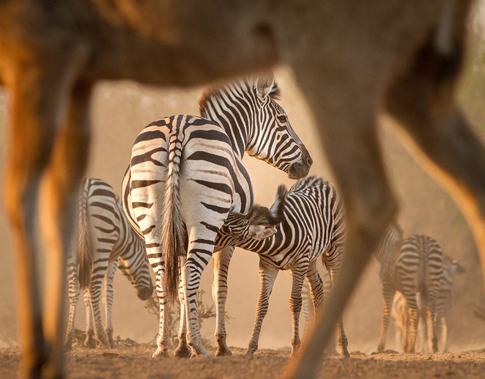 A zebra foal suckles from mother