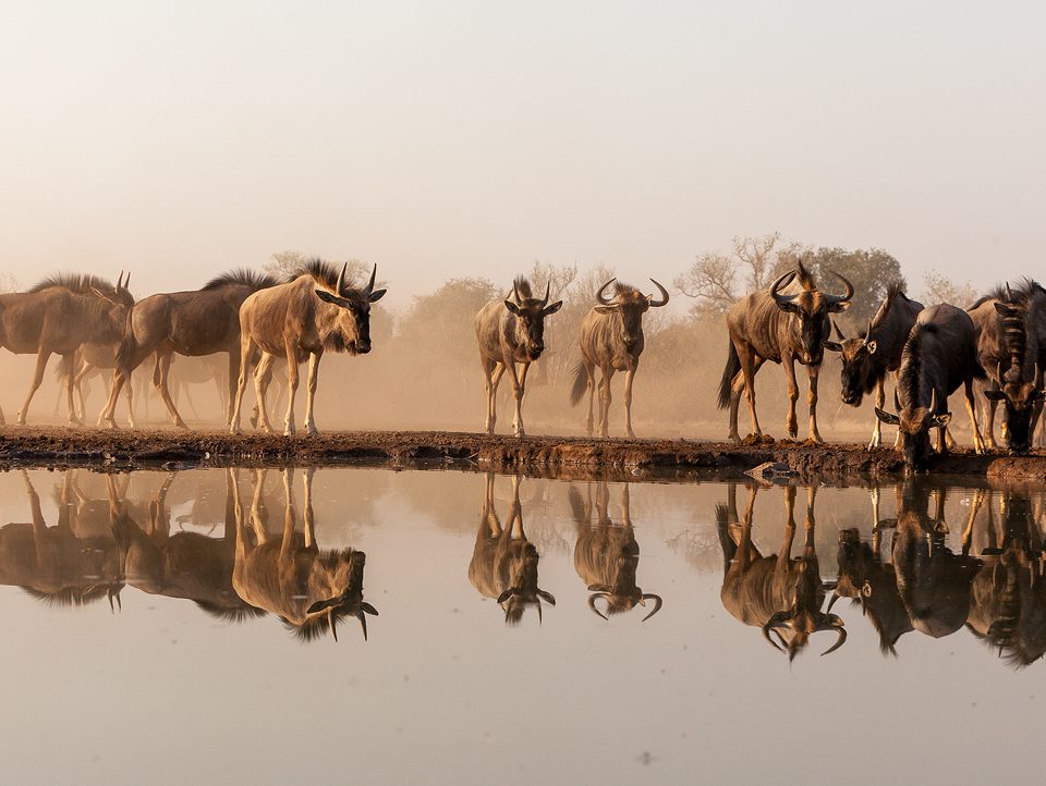 Herd of wildebeest reflected on water surface