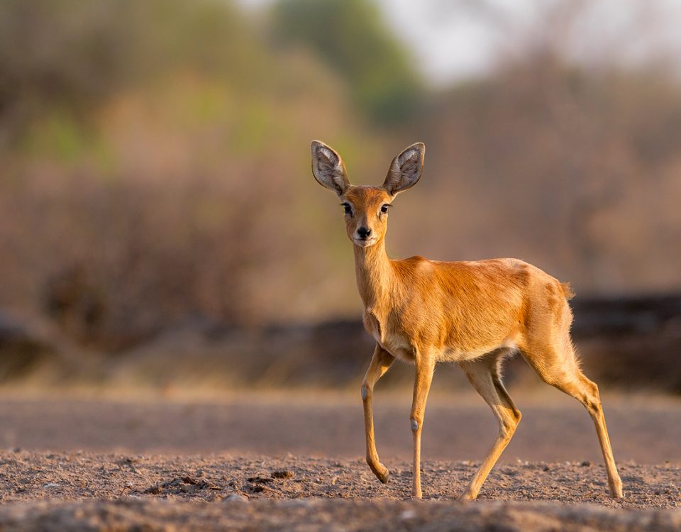 Small steenbok antelope looking at camera