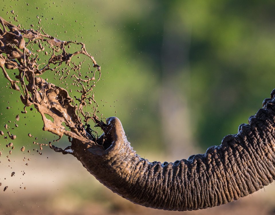Elephant trunk sprays mud