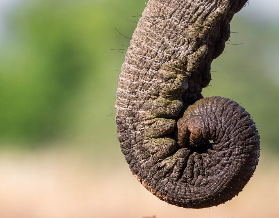 Close up of elephant trunk curled