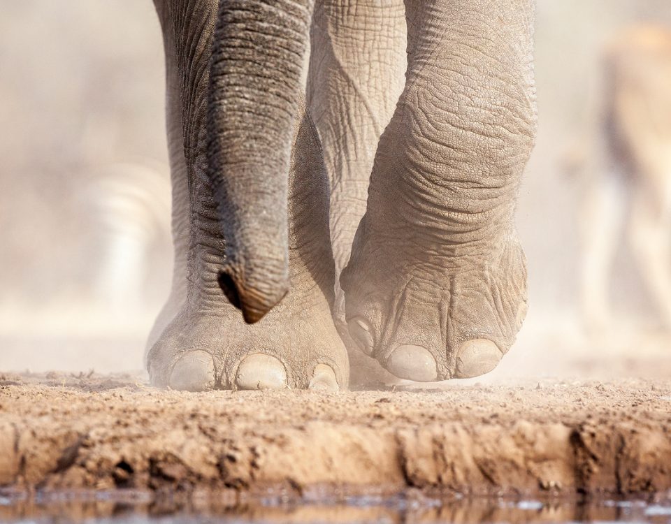 Elephant feet walking towards camera