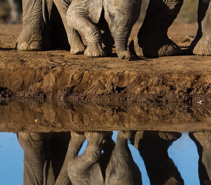 Elephant calf reflection
