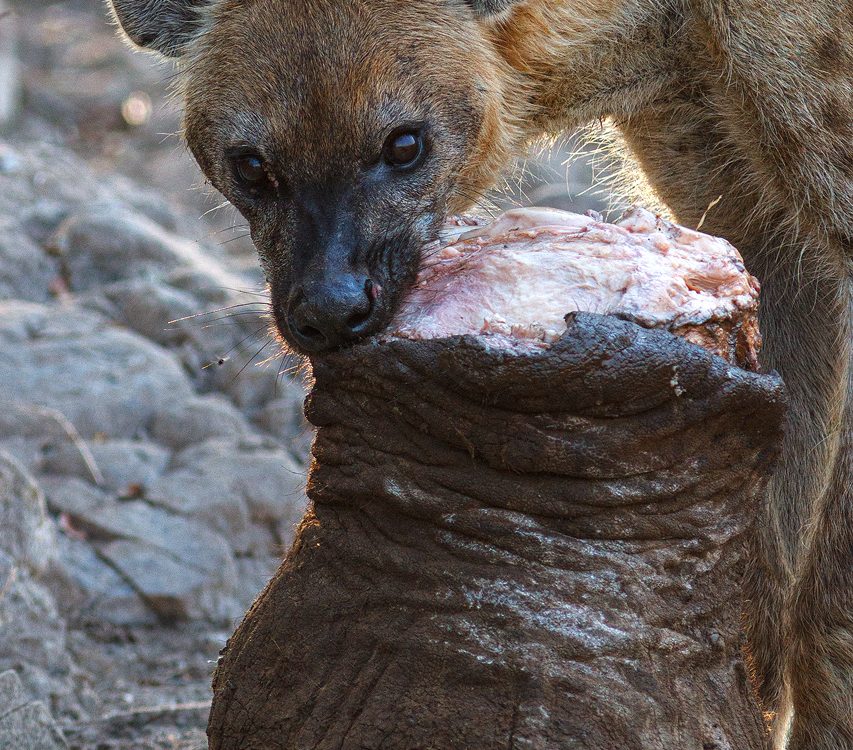 A hyena feeds on an elephant foot