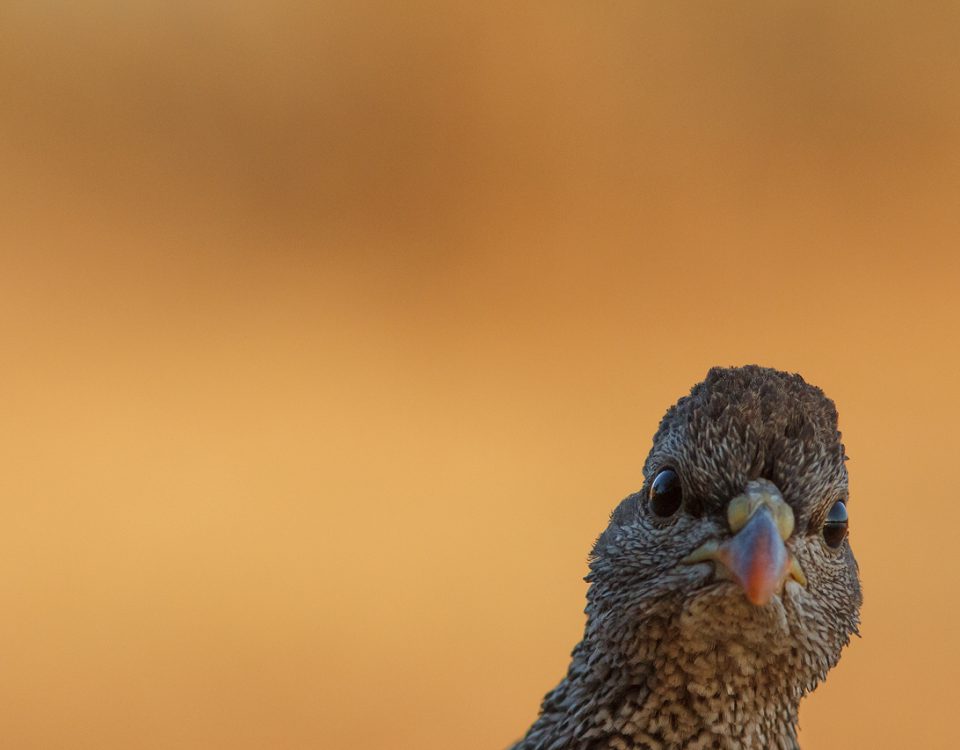 A Natal Francolin looks at the camera