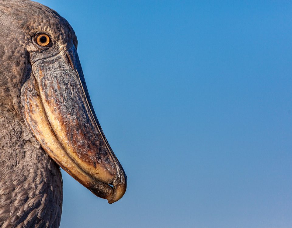 A shoebill stork against a blue sky