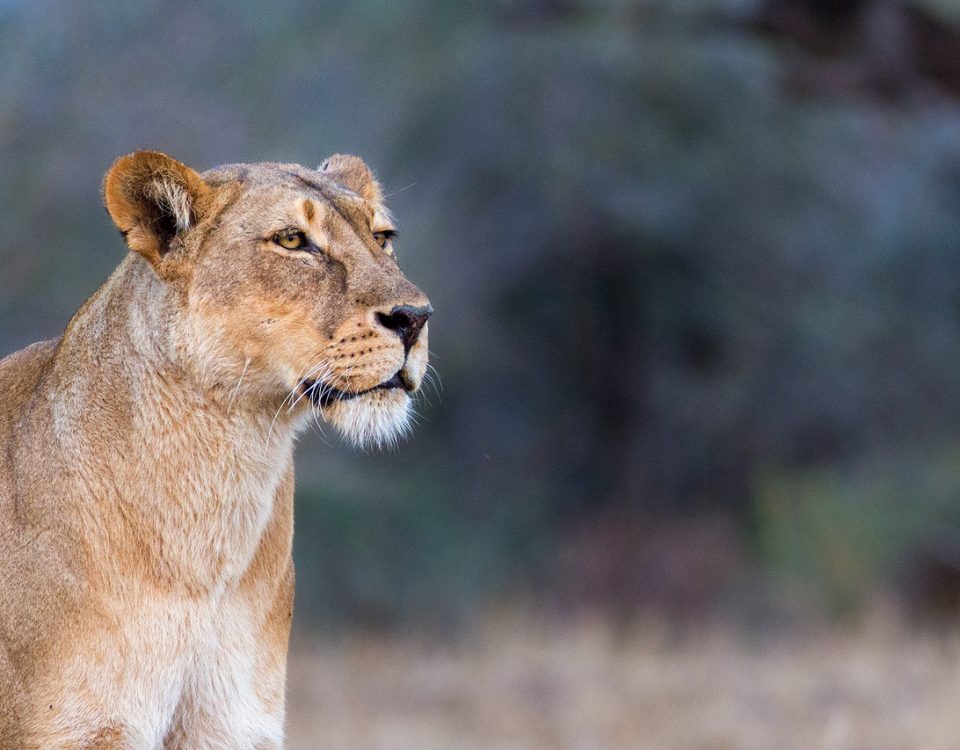 Lioness looking into the distance