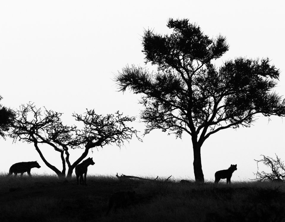 Black and white hyena silhouette