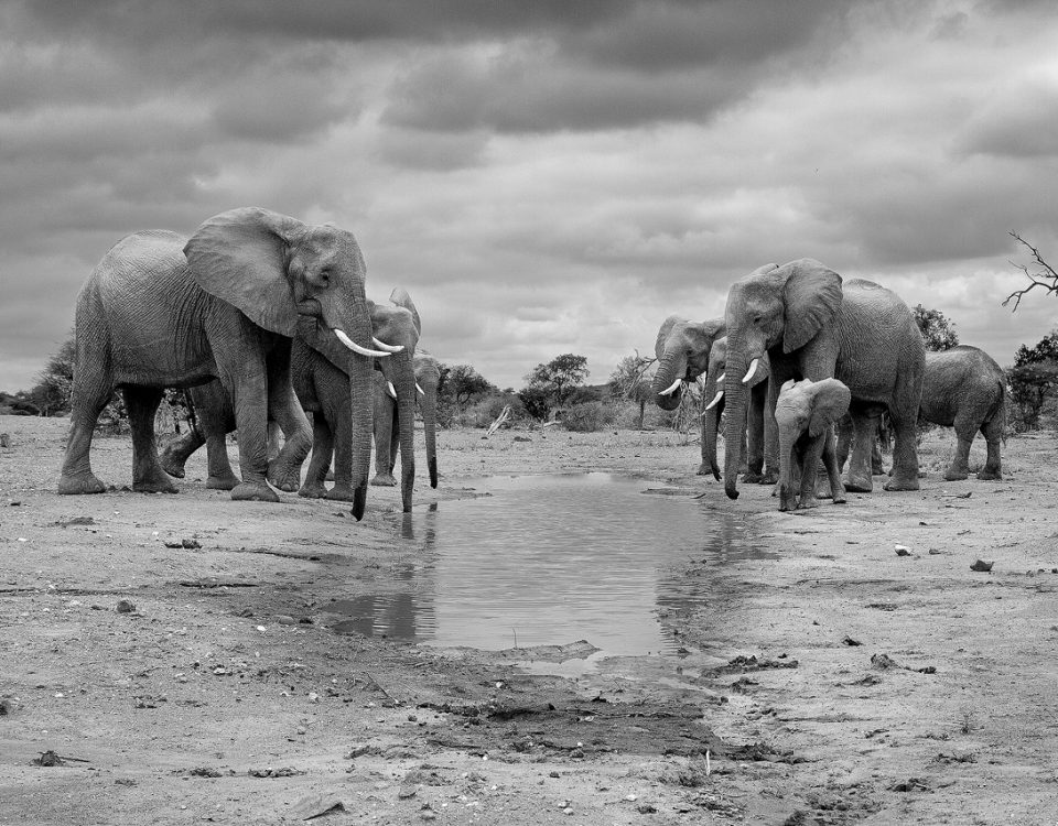 Herd of elephants at a waterhole