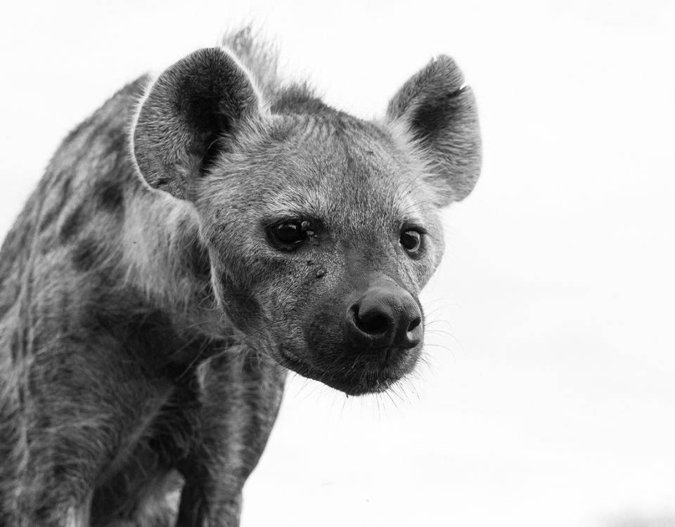 Black and white hyena looks down, low angle