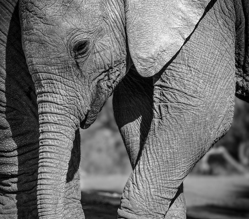 An elephant calf stands on its trunk