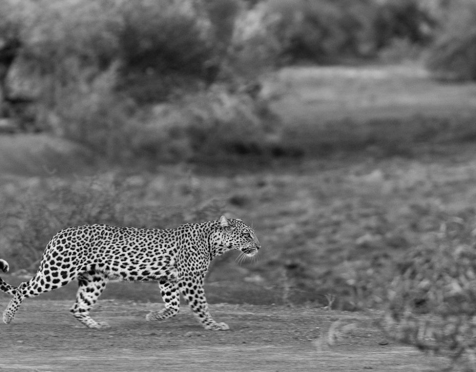 Black and white leopard running