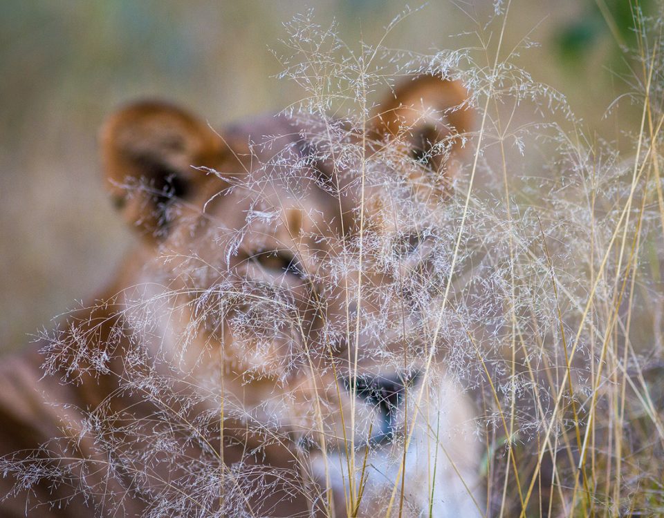 A lioness blurry behind grass