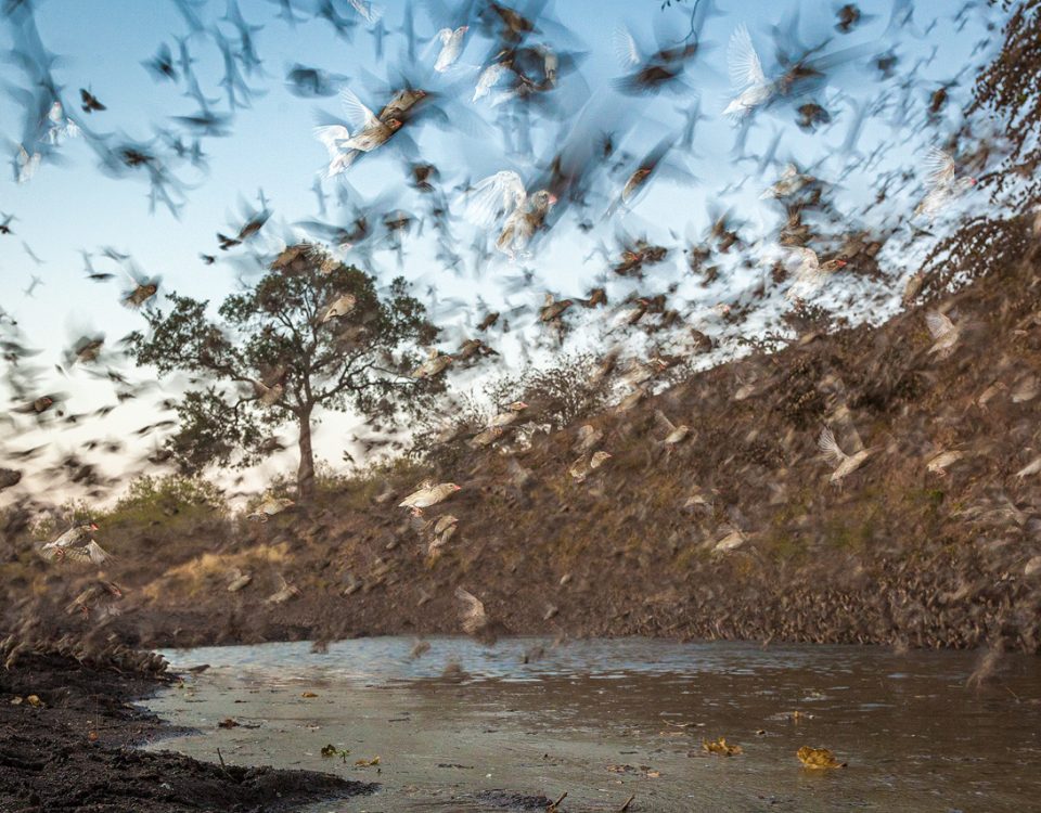 Red billed queleas flying in large numbers