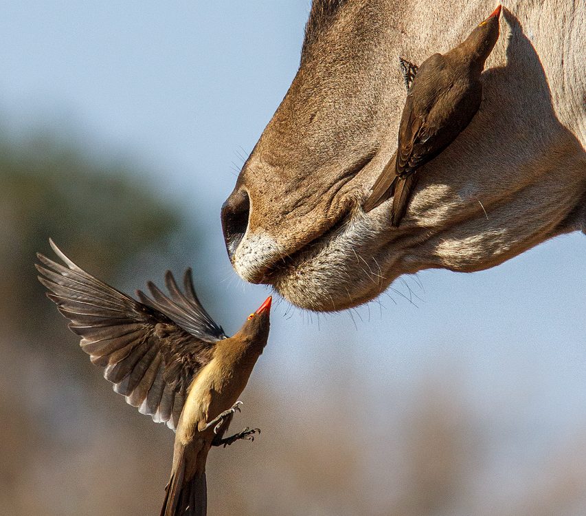 An oxpecker flies below an elands chin