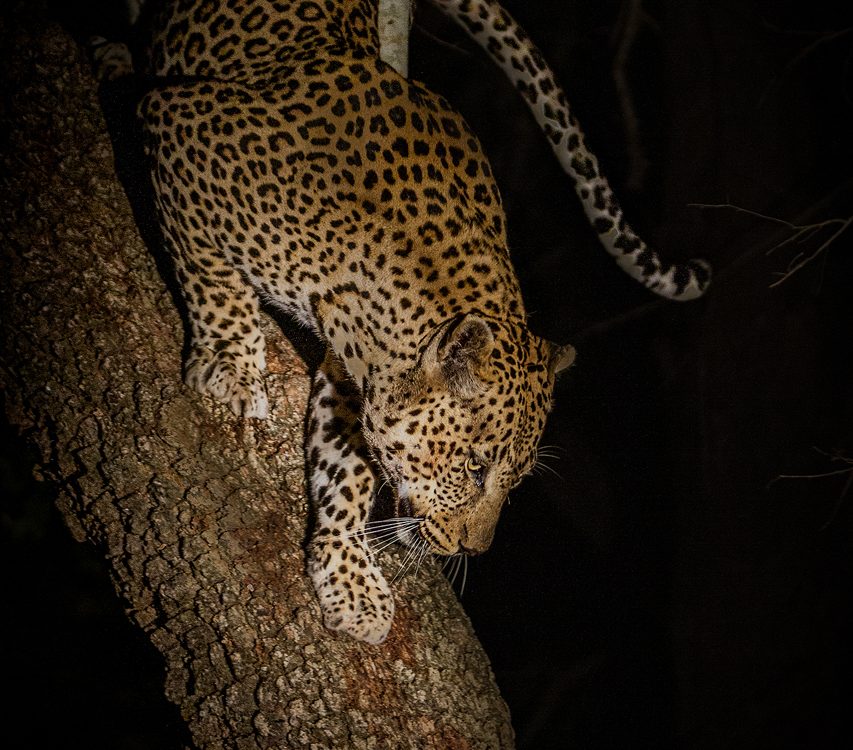 Leopard climbs down a tree at night
