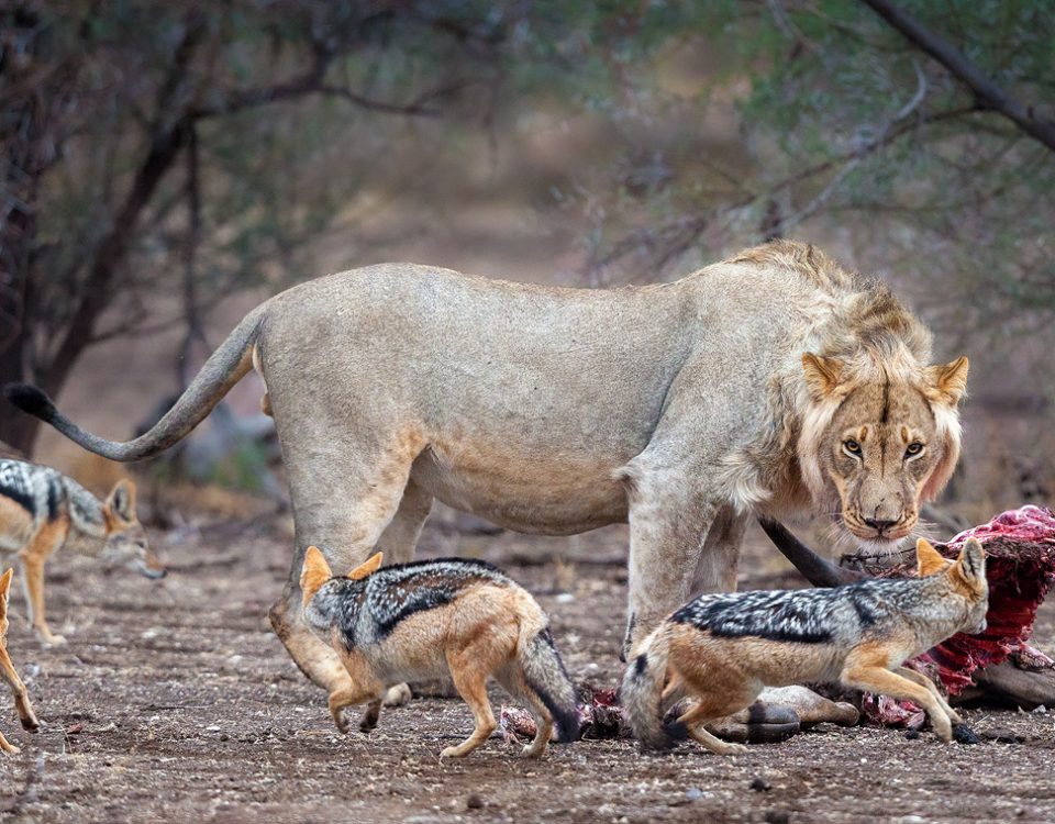 Lion chases jackals from kill
