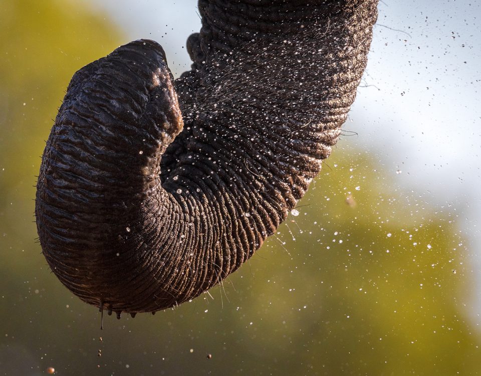 Close up of elephant trunk