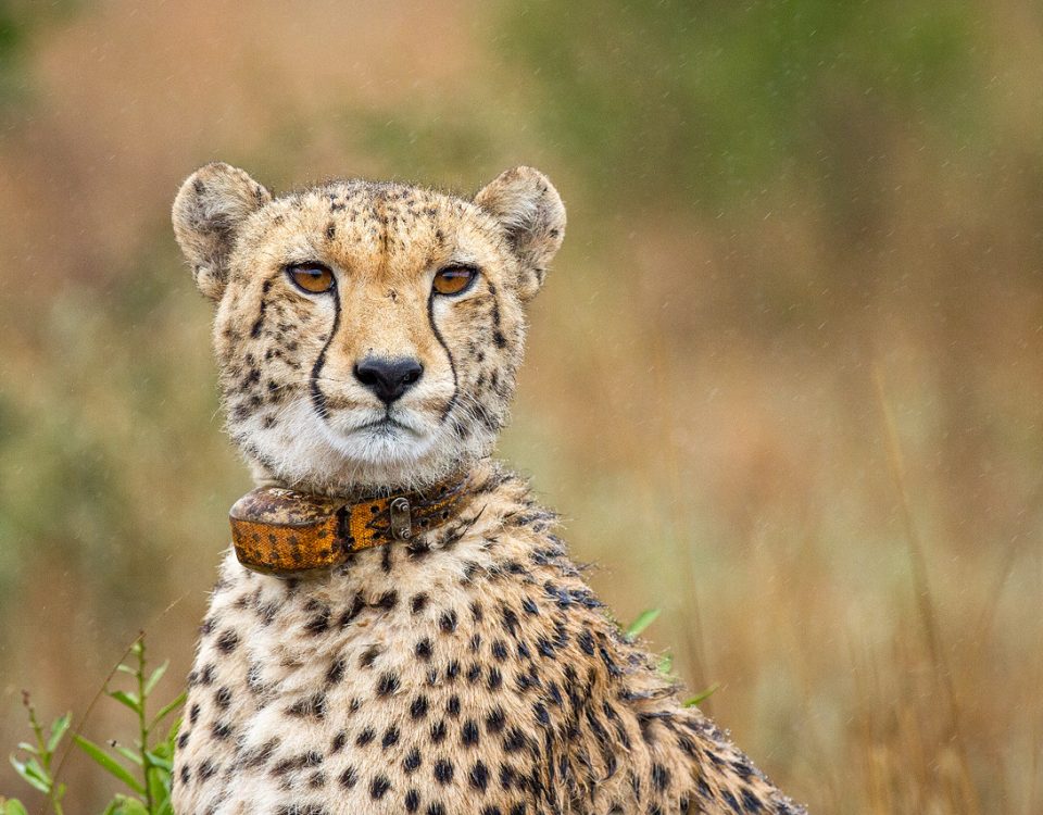 A cheetah with a tracking collar