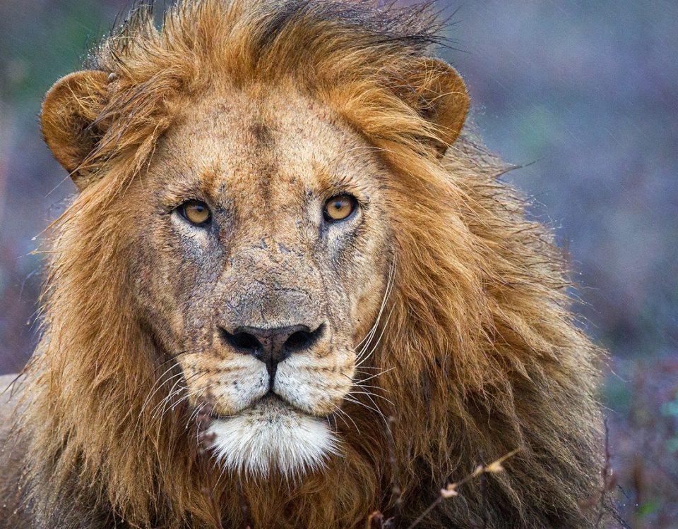 Male lion in the rain