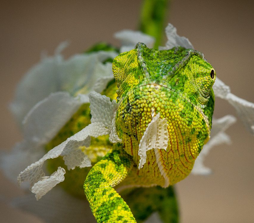 A chameleon looks at the camera