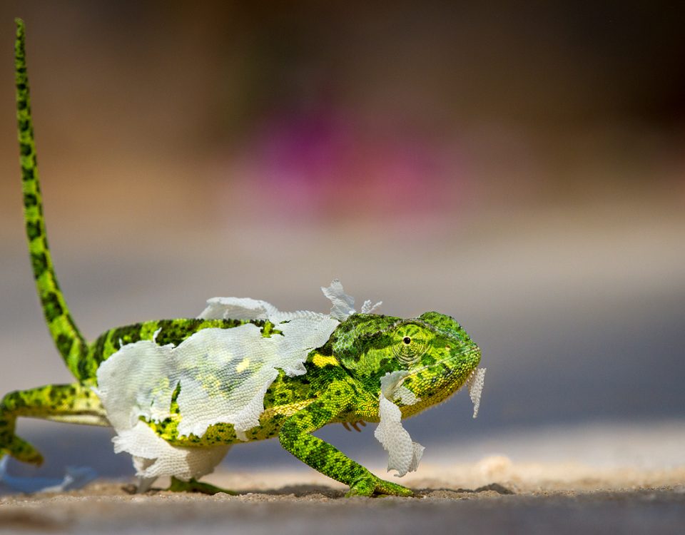 Chameleon shedding skin