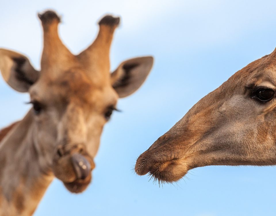 Close ups of two giraffe
